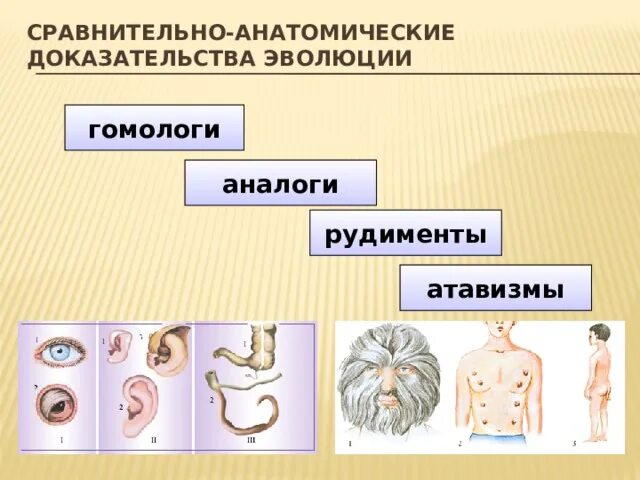 Атавизмы определение. Рудименты сравнительно-анатомические доказательства. Органы гомологи и аналоги рудименты атавизмы. Сравнительно-анатомические доказательства эволюции рудименты.