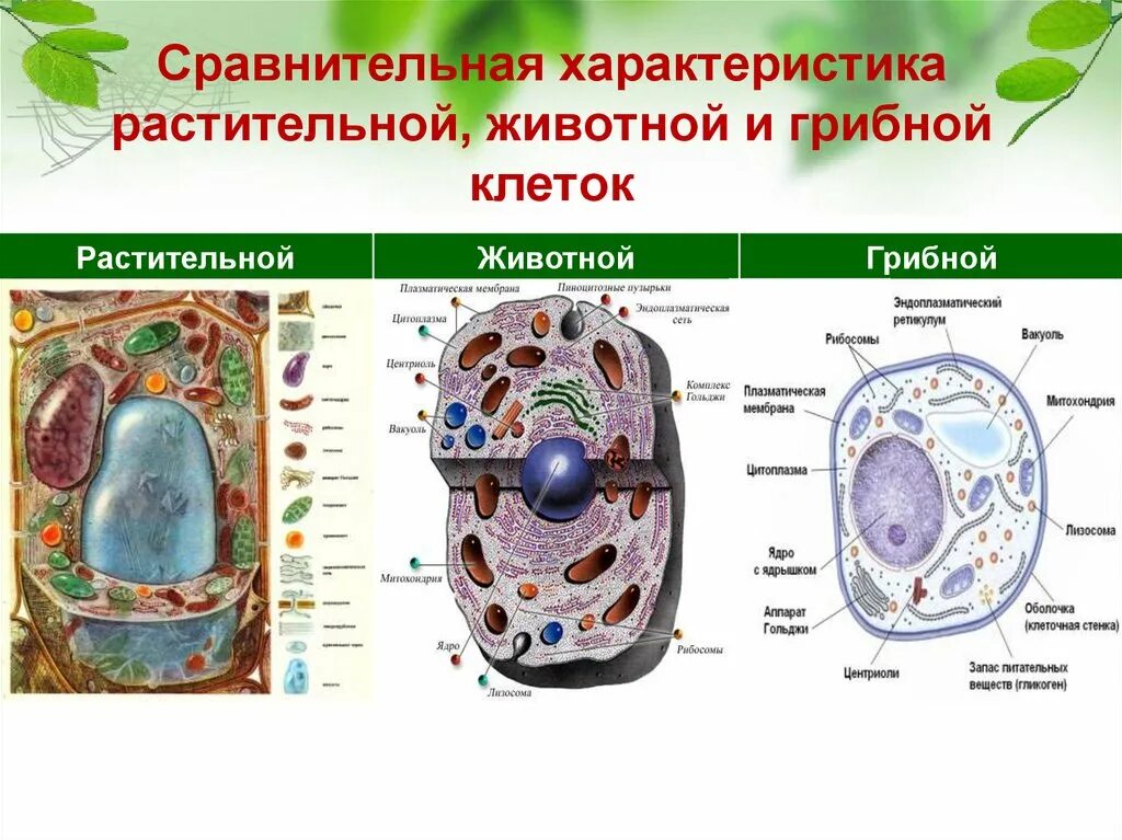 Сравнить клетки растений и животных. Сравнить клетки растений и животных