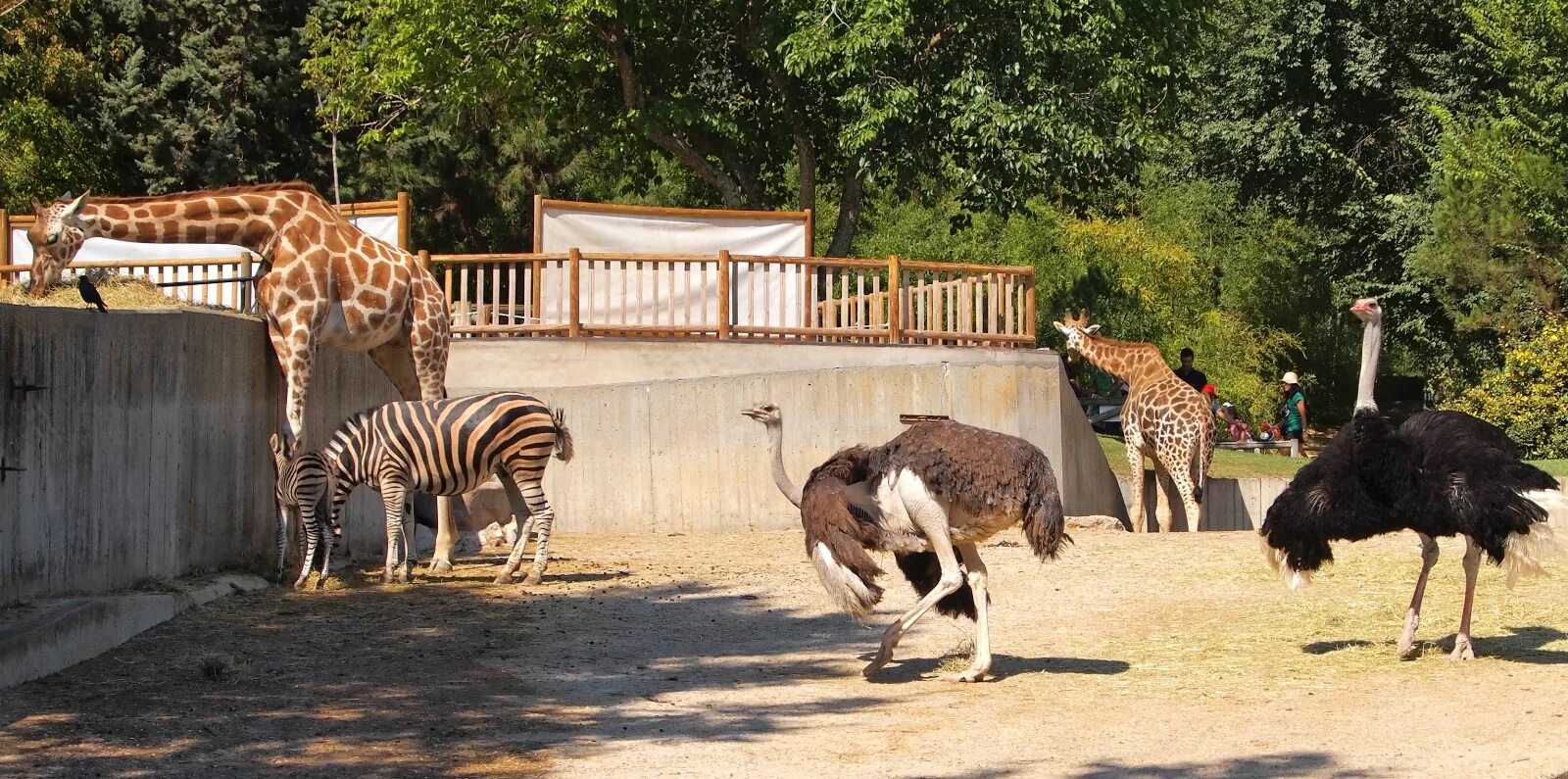 Посетив зоопарк мной были сделаны фотографии животных. Зоопарк Анталии. Зоопарк в Стамбуле. Беловежская пуща зоопарк. Хайфский зоопарк.