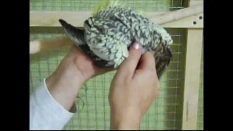 Механический попугай лешенька научился стучать клювом