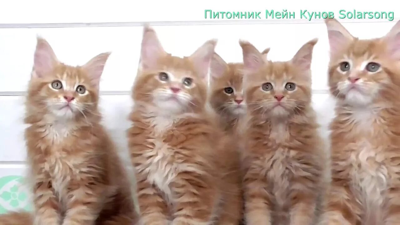 Мейн кун как отличить. 2 Месячные котята Мейн кун. Отличия котят Мейн кунов. Котёнок Мейн кун 1 месяц питомник. Питомник Лирикум Мейн кун.