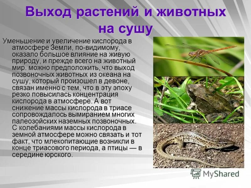 Жизнь на суше появилась