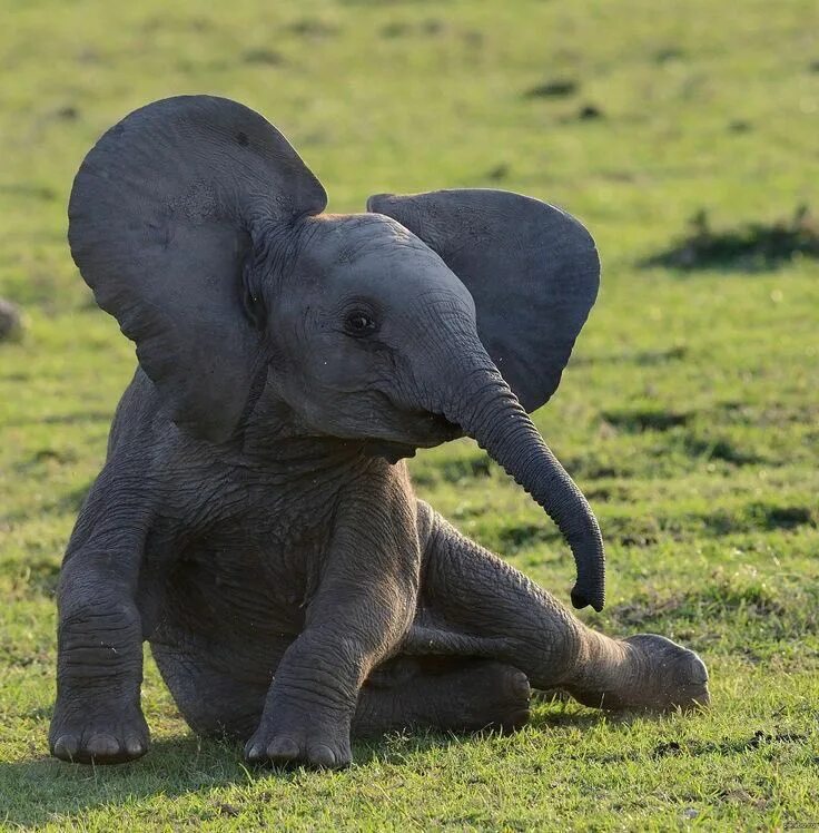 Funny elephant. Слон слониха Слоненок Слонята. Красивый слон. Маленький Слоник. Красивый Слоник.