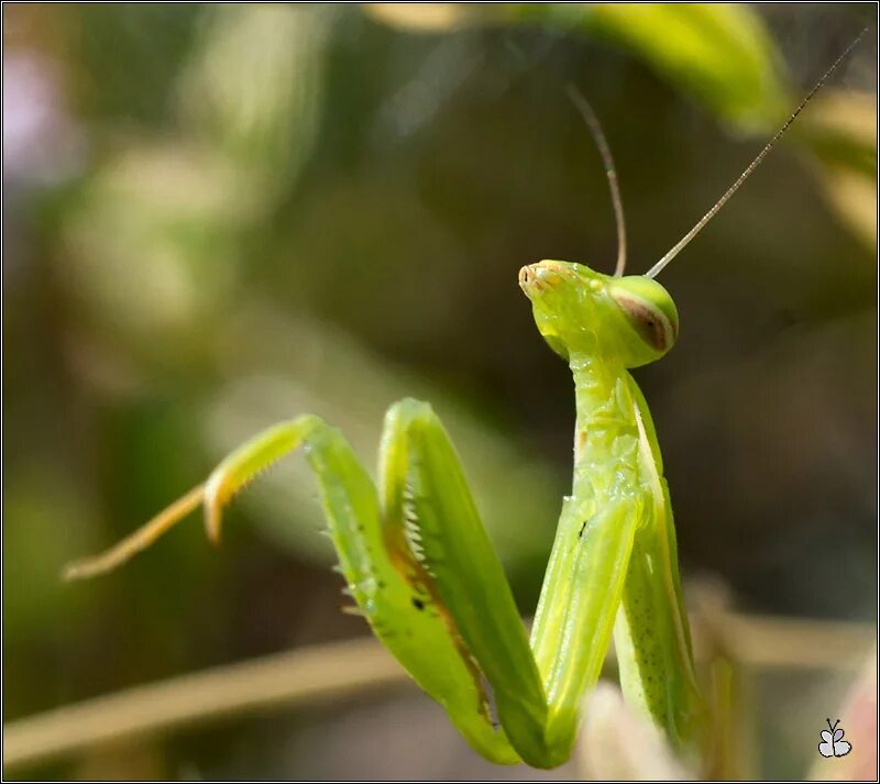 ,богомол обыкновенный охотится. Богомол охотится. ,богомол обыкновенный охотится. Нимфа богомола. Богомол охотится.