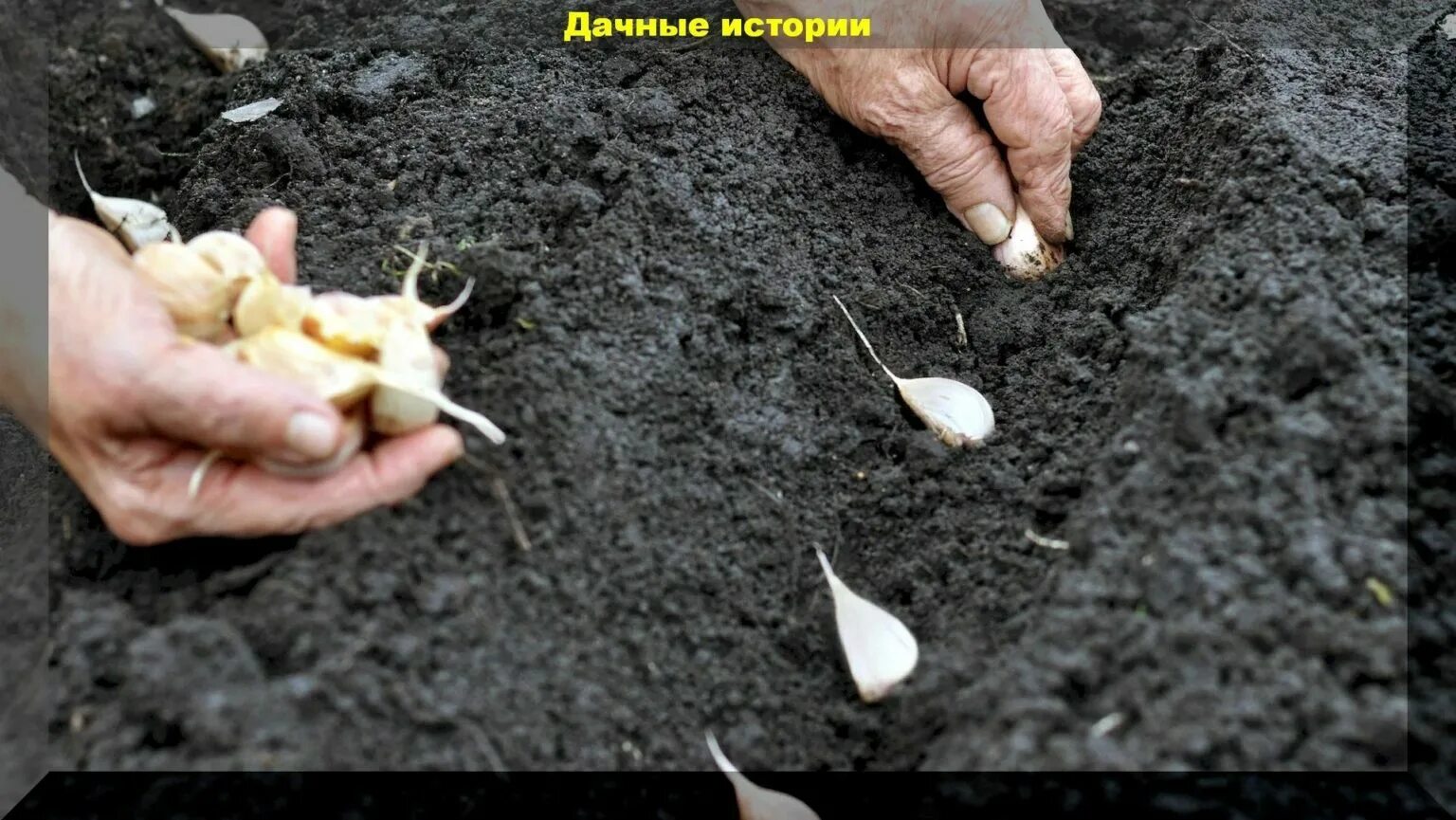 На какую глубину садить чеснок на зиму. Посадки озимого чеснока и лука. посадка чеснока и лука под зиму. посадка чеснока в бороздки. осенняя посадка чеснока и лука.
