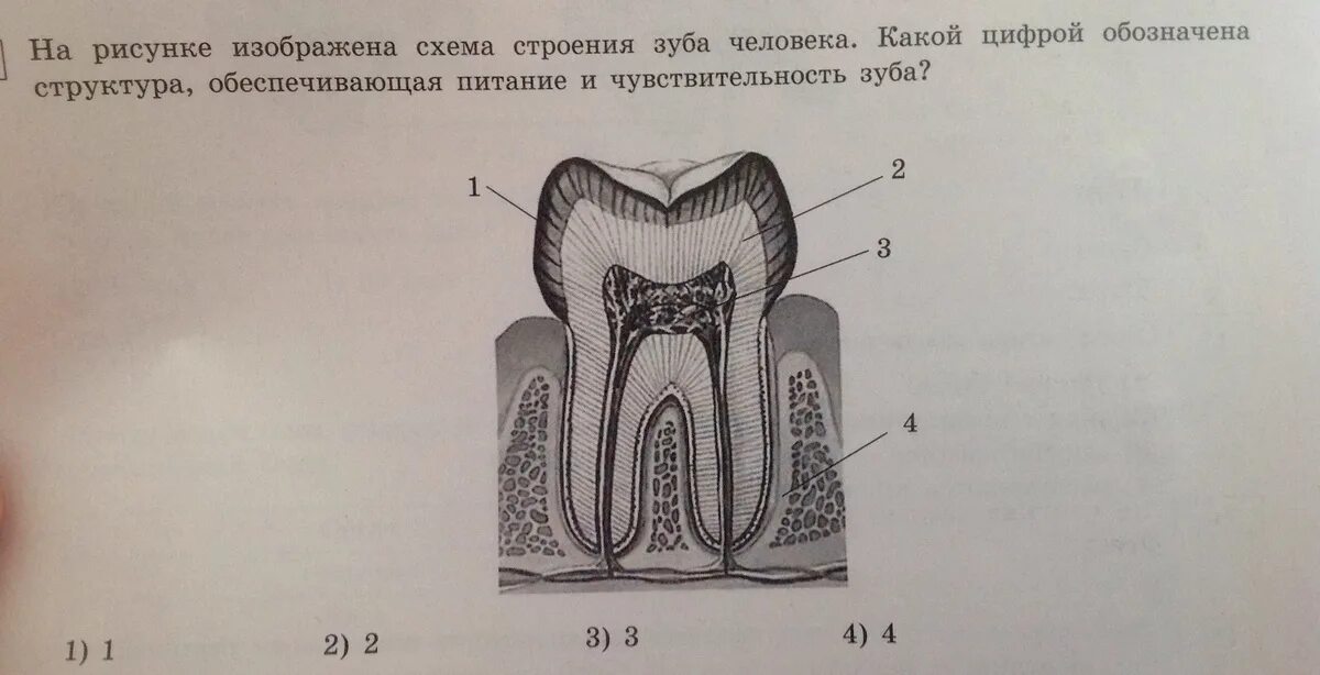 Строение зуба. Строение зуба рисунок. Структура строение зуба. Зарисовка строения зуба.