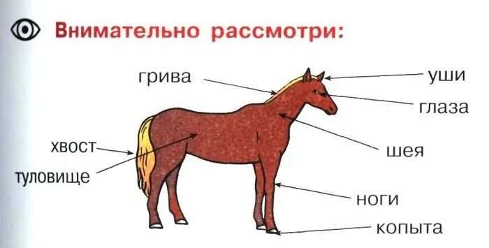 Конь части слова. Анатомия лошади названия частей тела. Строение тела животных. Части тела лошади для детей. Домашние животные строение.