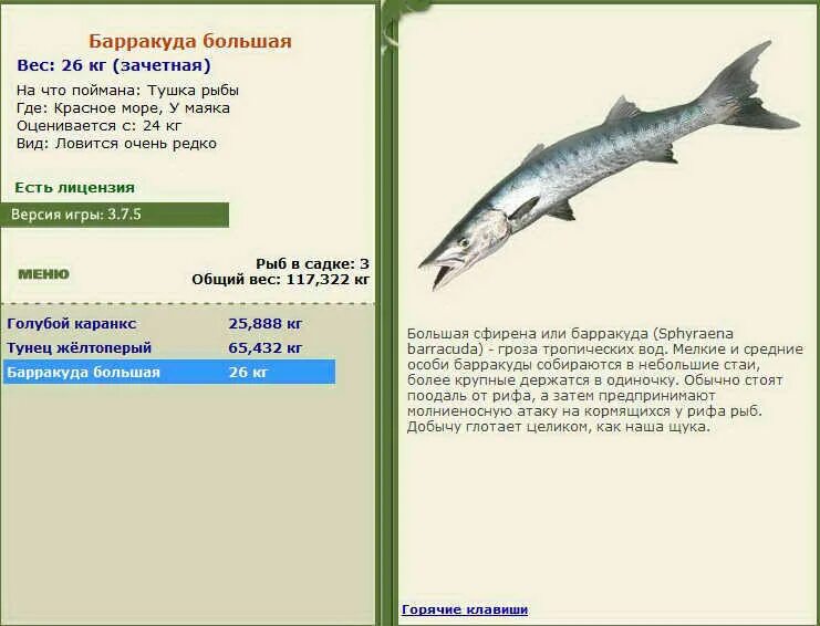 омуль байкальский реальная рыбалка. реальная рыбалка барракуда. плоская барракуда. картина барракуда. русская рыбалка 3 7 6 мировое турне пятнистый хвостокол.