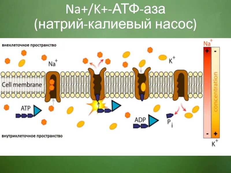 Натрий атф. Калий натриевый насос АТФ. Натрий-калиевая аденозинтрифосфатаза натрий-калиевый насос.