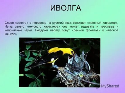 Характеристика иволги