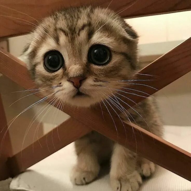 Котенок покажи пожалуйста