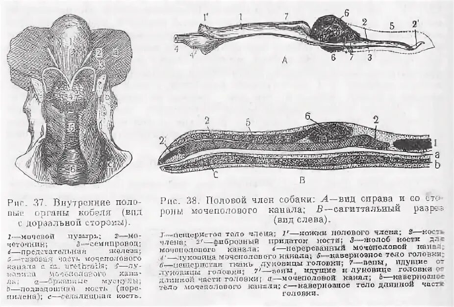 Строение члена