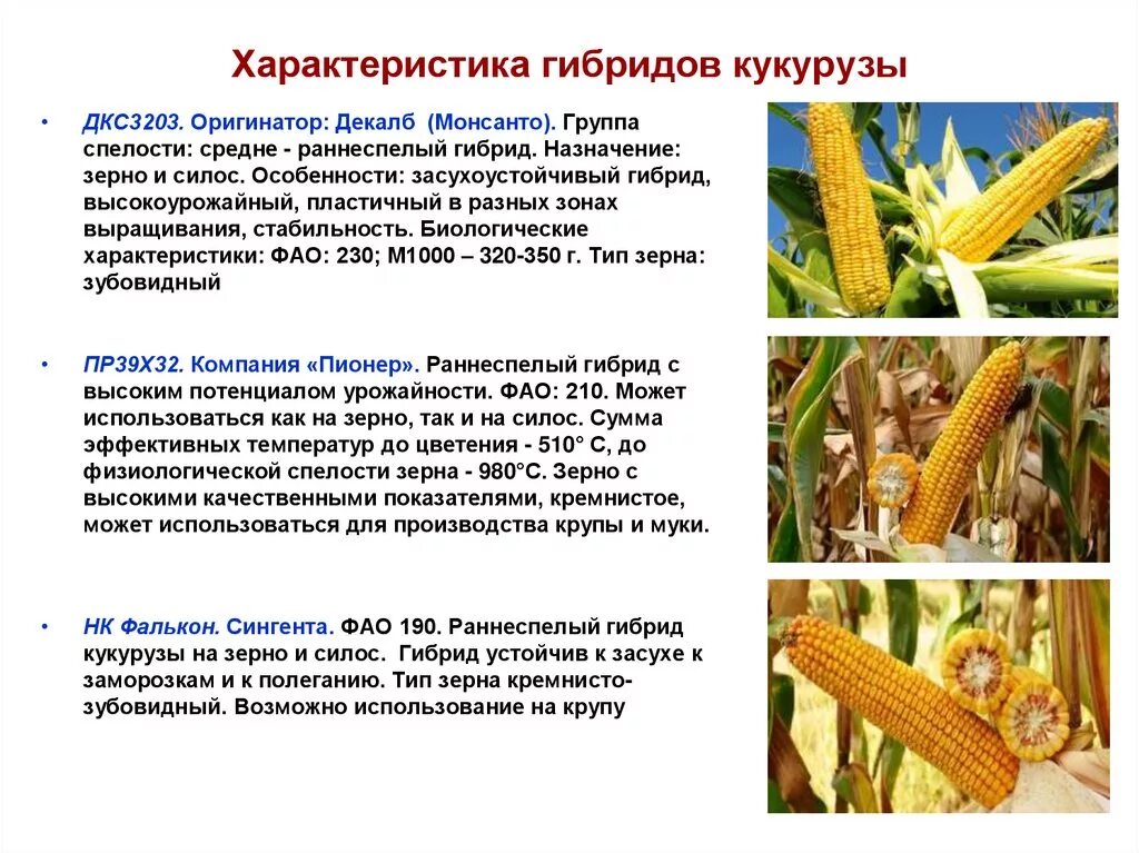 Кукуруза относится к группе. Сорта и гибриды кукурузы на зерно. Характеристика возделывания кукурузы. Описание и характеристика гибрида кукурузы п8834. Описание и характеристика гибрида кукурузы п9241.