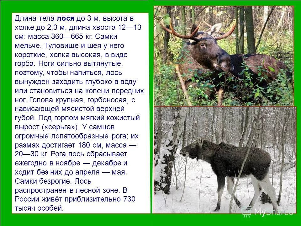 Какой лось занесен в красную книгу. Животные которым грозит исчезновение. Лось описание. Лось красная книга липецкой области. Лось красная книга краткое описание.