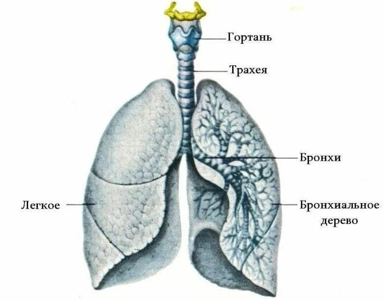 Строение легких и воздухоносных путей. Дыхательная система анатомия бронхи. строение воздухоносных путей и респираторных отделов легкого. трахея бронхи лёгкие анатомия. бронхи и легкие расположение анатомия человека.