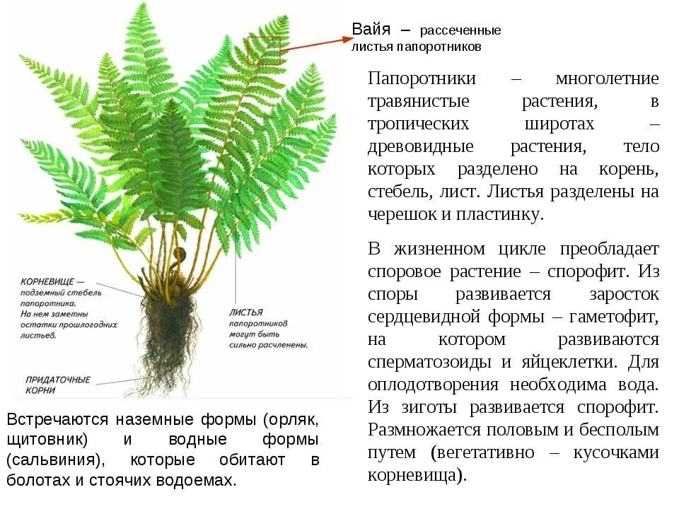 Какие особенности строения и физиологии папоротникообразных. Папоротник биология описание. Папоротник краткое описание. Щитовник вайи. Папоротники характеристика биология.