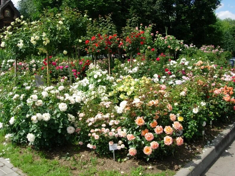 мир увлечений садовый центр интернет