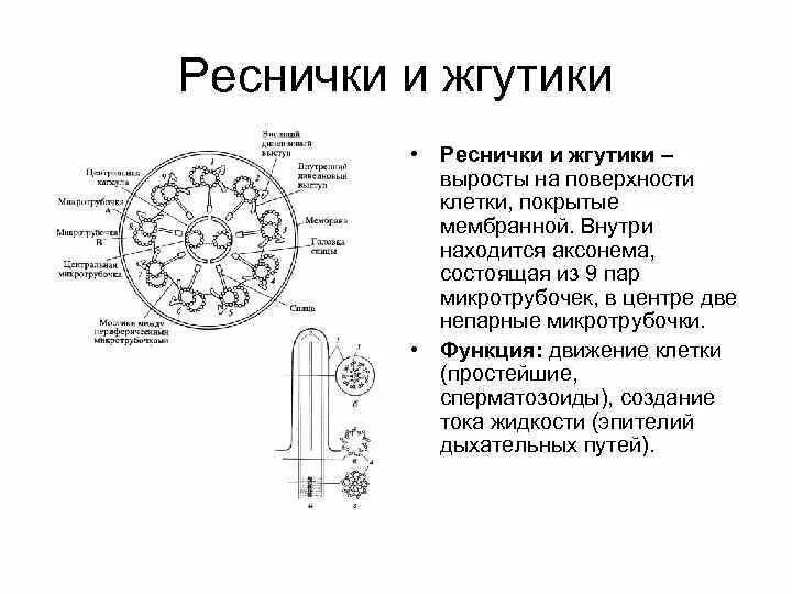 Реснички структура и жгутика клетки. Строение жгутиков и ресничек эукариотической клетки. Реснички структура и жгутика клетки. Жгутики и реснички характеристики. Реснички и жгутики у растительной клетки.