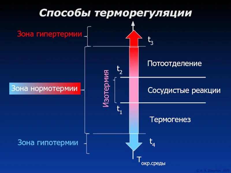 Регуляция температуры кожей. Способы терморегуляции. Виды терморегуляции. Способы терморегуляции человека. Что такое терморегуляция? Виды терморегуляции..