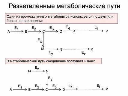 Метаболический путь