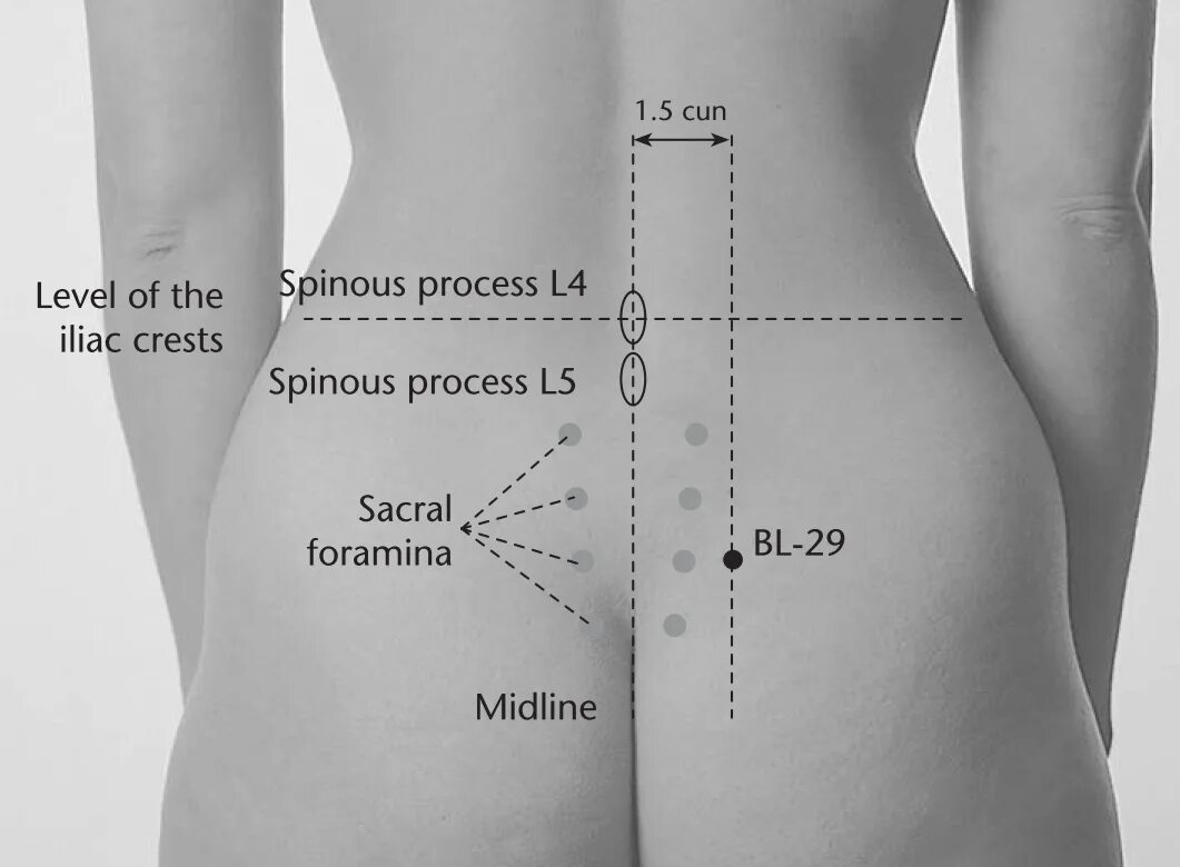 Найти точку дж. V30 точка акупунктуры. Точка v 30 v30 акупунктуры. BL 23 точка акупунктуры. Точка в-29 Чжун-Люй-Шу.