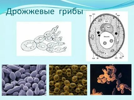 Белый гриб одноклеточный