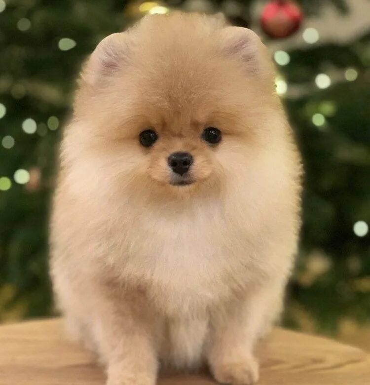 Мальтийская болонка мальтипу. Как называется порода собачки. Как называется порода собачки. Померанский шпиц длинношерстный. Померанский шпиц боо.