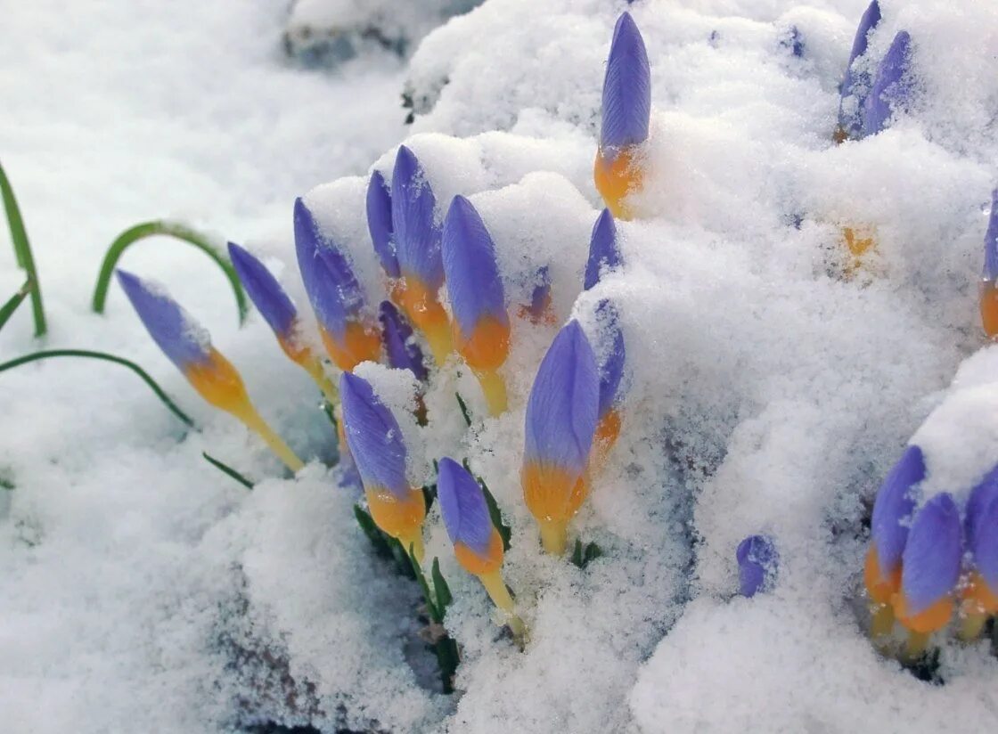 February first. Цветы в снегу. Весенние цветы. Цветы из под снега. Цветы под снегом.