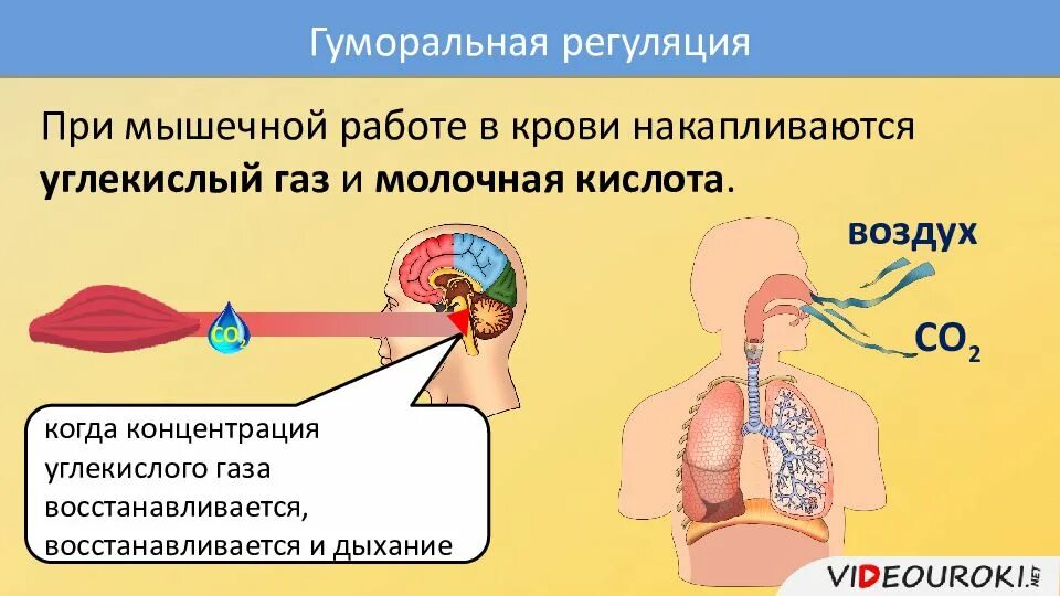 Регуляция дыхания при мышечной работе. Особенности дыхания при физической нагрузке. Дыхание при мышечной деятельности. Углекислый газ при дыхании. Регуляция дыхания при мышечной деятельности.