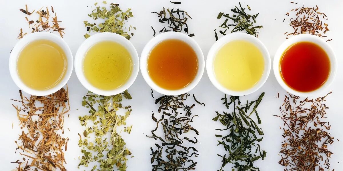 Разновидности чая. Сорта чая. Черный и зеленый чай. Китайский зелёный чай сорта.