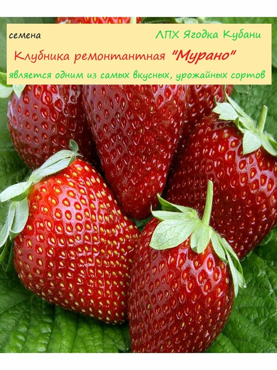 Клубника мурано описание сорта и отзывы. Ремонтантная клубника Мурано. Клубника сорт Мурано. Кабрилло и Мурано клубника. Сорт Мурано.