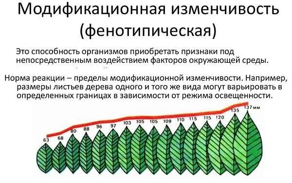 Норма реакции признака модификационная изменчивость. Норма реакции модификационной изменчивости. Закономерности модификационной изменчивости норма реакции. Модификационная изменчивость норма реакции вариационный ряд.