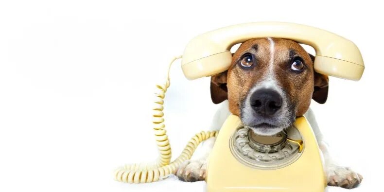 Включи холодный телефон. Сколько стоит разблокировать айфон 6. Включи холодный телефон. Эльза и анна 2. Мобильный в руке мокап.