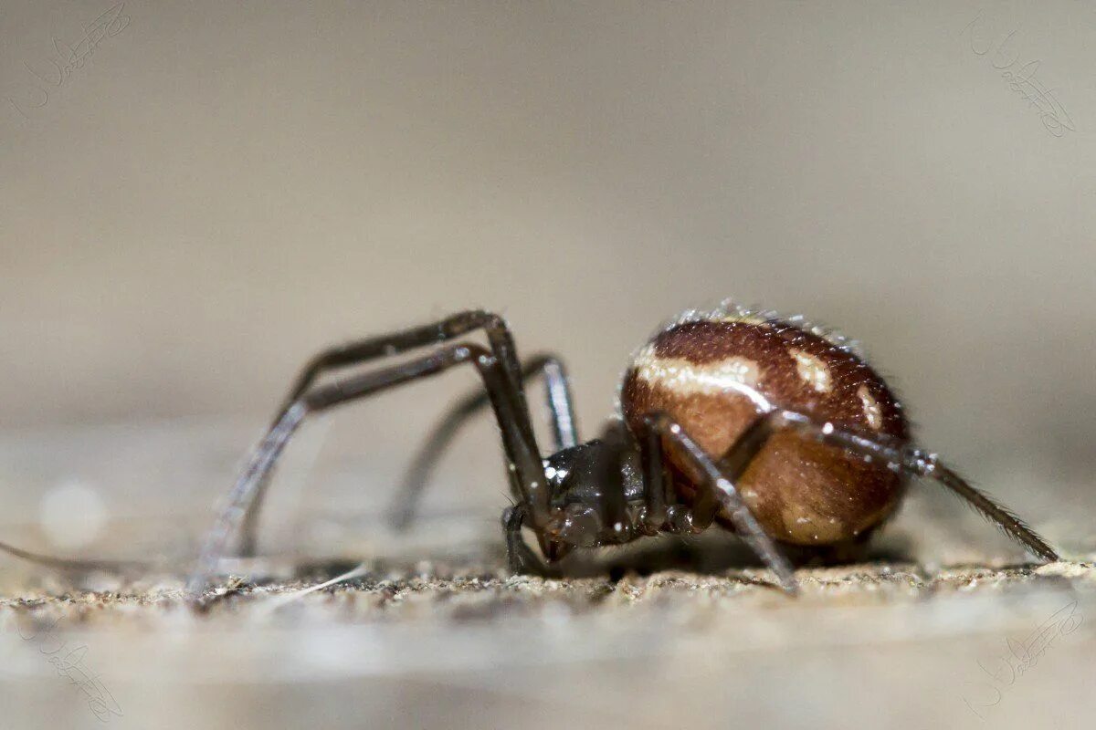 Steatoda grossa паук. Паук стеатода ложная вдова. Steatoda Nobilis паук. Steatoda Nobilis паук чёрный. Ложная вдова