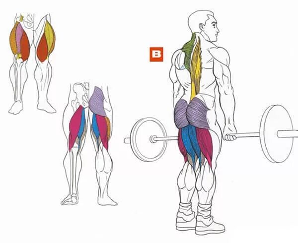 Становая какие мышцы. Становая тяга классическая мышцы. Упражнения для задних мышц ног. Становая тяга на спину. Тяга на заднюю поверхность бедра.