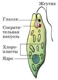 Питание амебы и эвглены зеленой