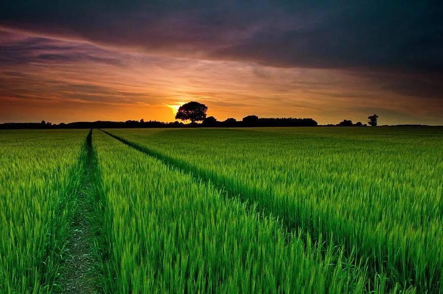 Рис Sunrise. Rice field. Rice fields Sundown. Красивые фото Графика. Fields api