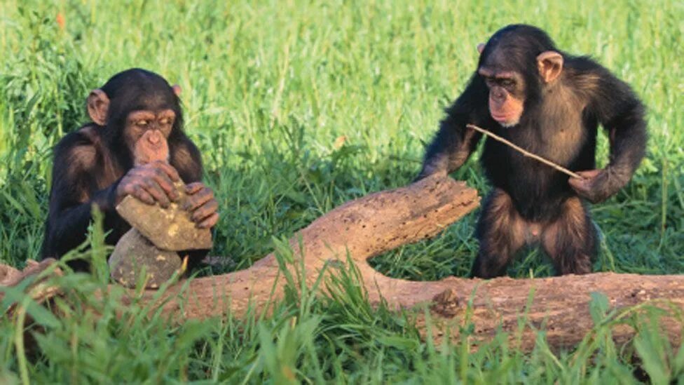 Some monkeys