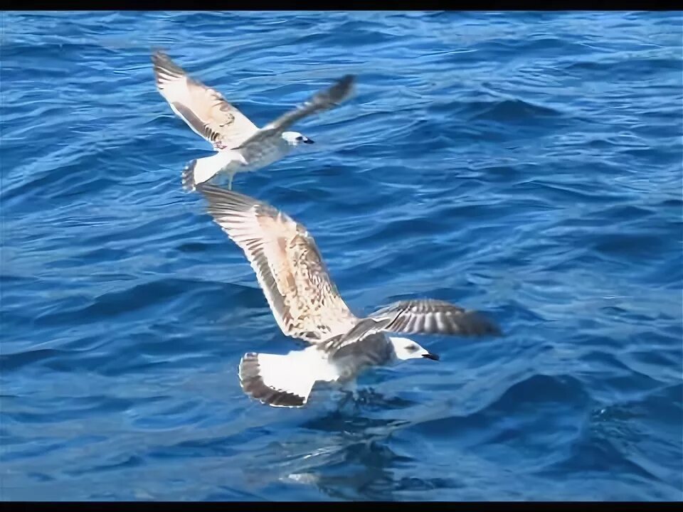 Море, чайки. Альбатрос на балтийском море. Альбатрос на балтийском море. Две чайки над морем. Не вейтеся чайки над морем.