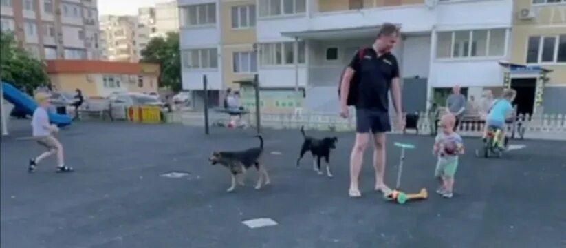 Как собаки нападают на детей. Бродячие собаки на детской площадке. бродячие собаки нападают на людей. собака на улице.