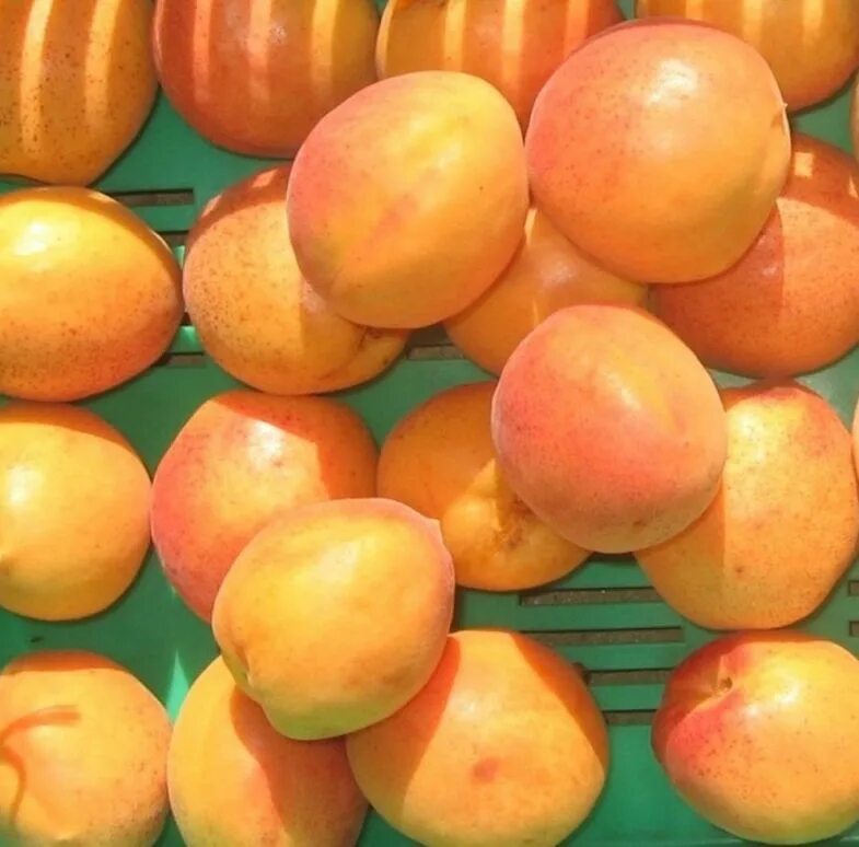 Поздние абрикосы. Абрикос сорт буревестник. Краснощекий поздний абрикос. Абрикос фарбели. Абрикос краснодарский поздний.