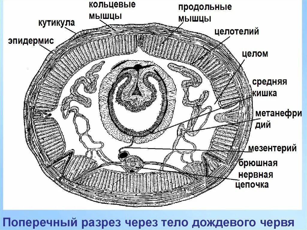 Группа срез. Поперечное строение дождевого червя. Схема поперечного разреза кольчатого червя. Схема поперечного среза червя. Продольный разрез дождевого червя.