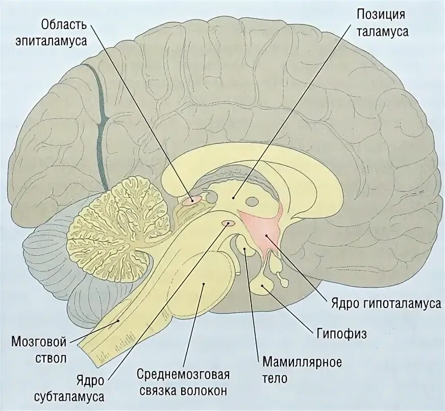 Метаталамус эпиталамус субталамус. Промежуточный мозг анатомия эпиталамус. Промежуточный мозг гипоталамус строение. Промежуточный мозг таламус гипоталамус эпиталамус.