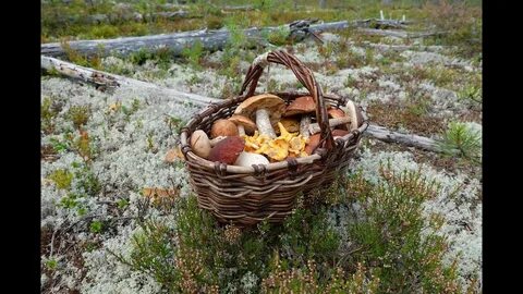 Грибная разведка всеволожский