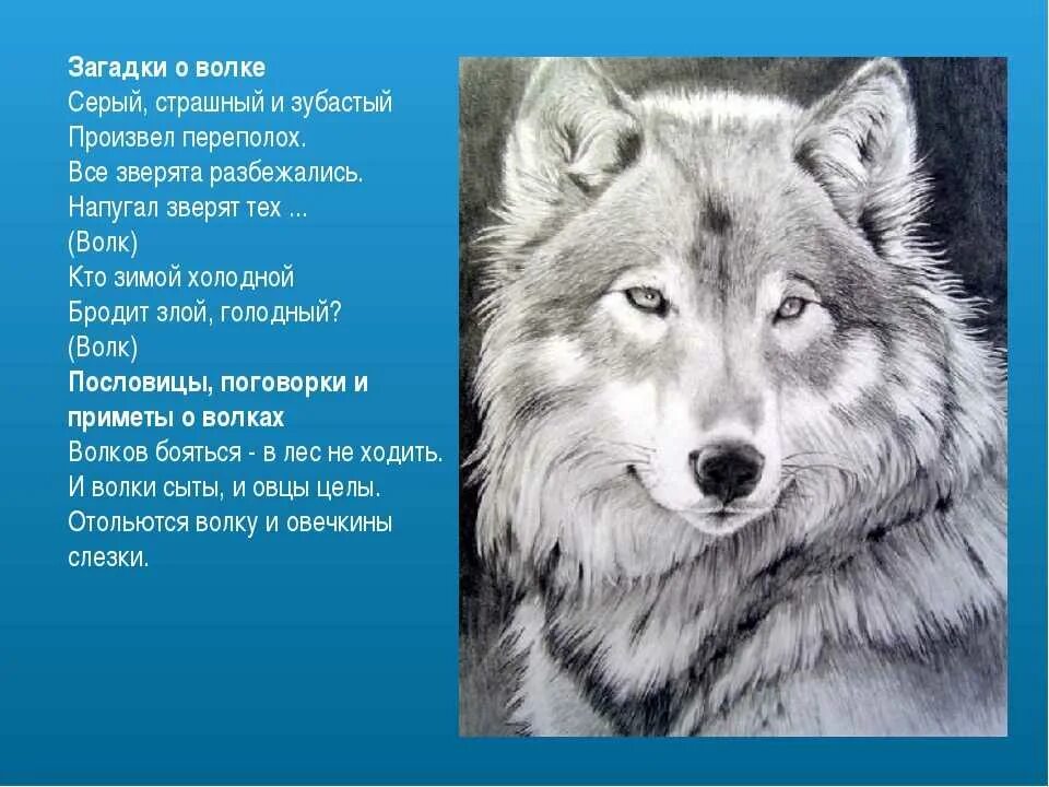 Про волка 2 класс. Рассказ о волке. Загадка про волка. Описание волка. Доклад про волка.