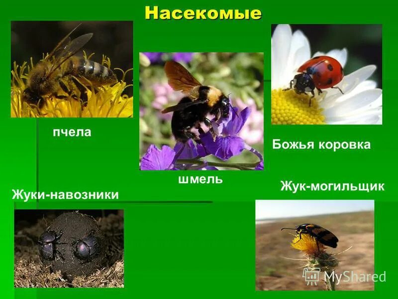 обитатели экосистемы луга. экосистема луга насекомые. насекомые леса 2 класс. экосистема луга насекомые. животные обитающие на лугу.