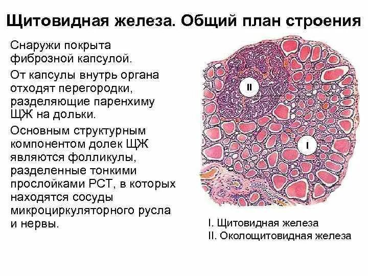 Строение щитовидной железы гистология. Схема строения щитовидной железы гистология. Строение фолликула щитовидной железы гистология. Строение щитовидной железы гистология препарат.