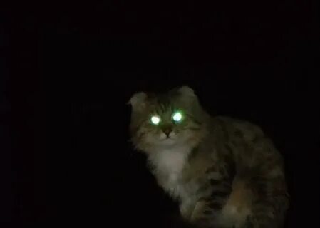 Глаза светятся ночью