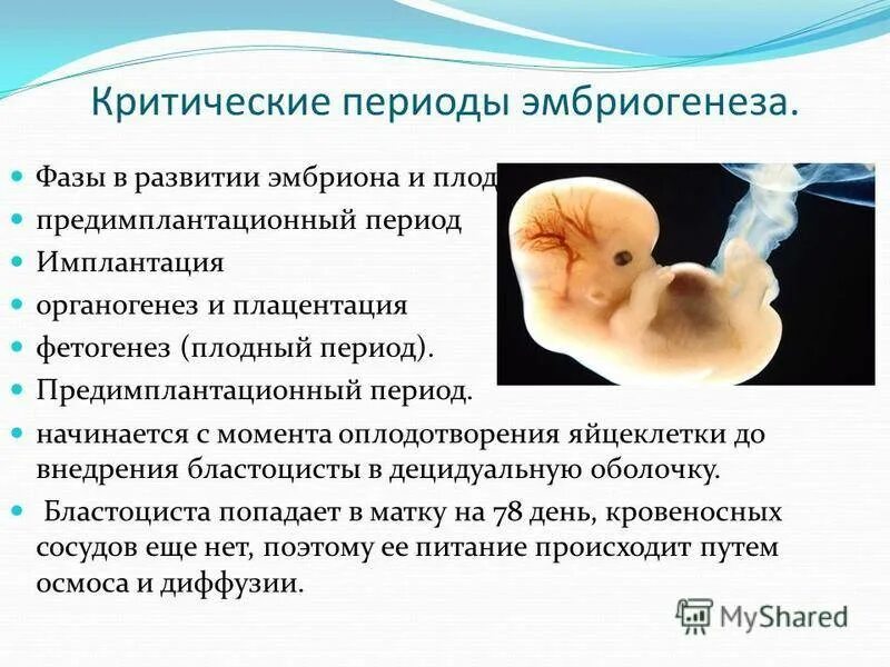 Критические периоды развития эмбриональный период. Критические периоды развития в эмбриогенезе. Второй критический период развития зародыша. Критические периоды в эмбриогенезе человека.