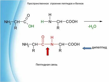 Образование полипептида